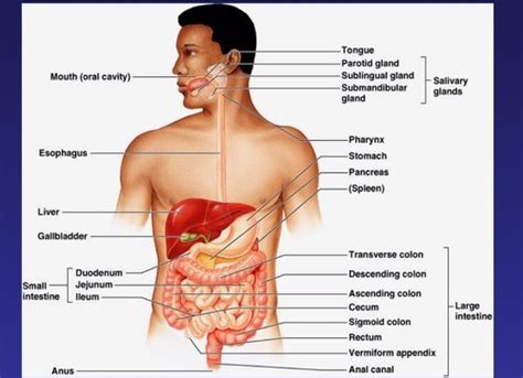 Digestive system Flashcards | Quizlet