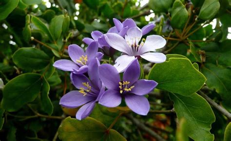 National Flower - Lignum Vitae - BIG UP JAMAICA!