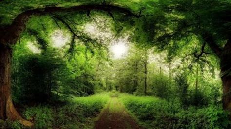 road through a magical forest | Whimsical magic and fairytale places. | Pinterest | Forests ...