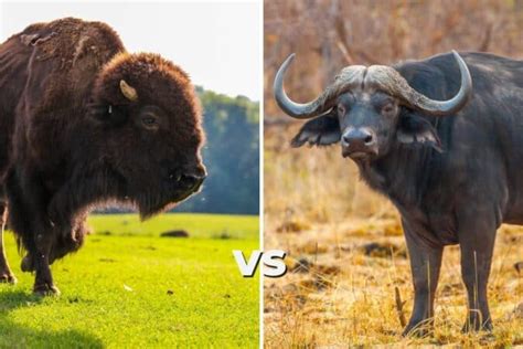 Buffalo vs Bison: These are the Main Differences