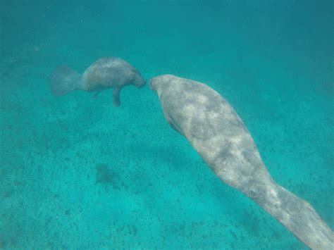 Study identifies boat strikes as a growing cause of manatee deaths in ...