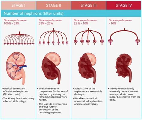 Chronic Kidney Disease in Cats - What You Can Do