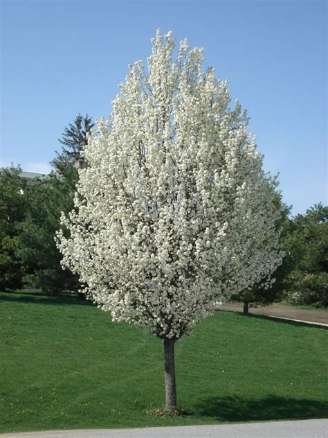 Aristocrat Pear is a non-fruiting tree with white spring flowers and gorgeous orange/red fall ...