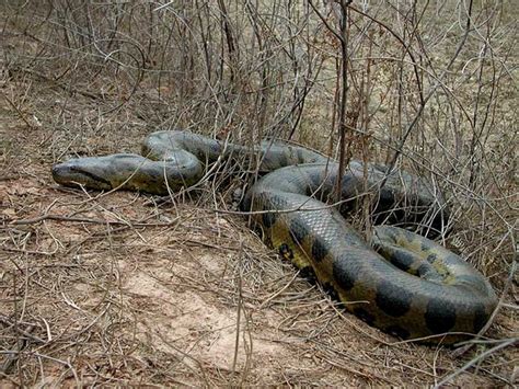 What is the largest anaconda ever captured or killed - scenehon