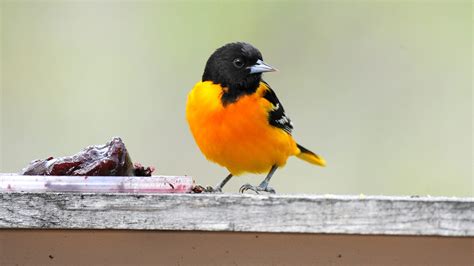 Guide to Feeding Birds Jelly and Precautions to keep in mind