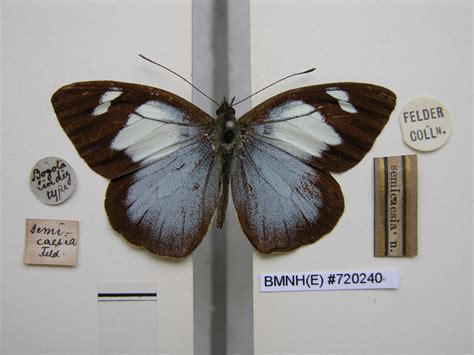 Leptophobia penthica semicaesia (type specimens)