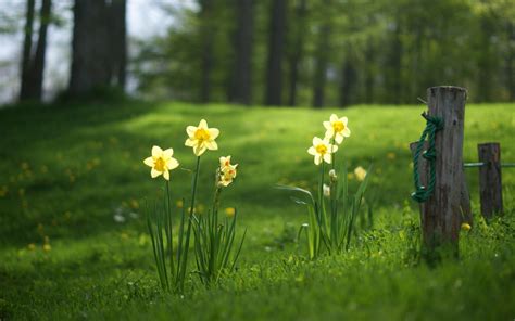 Daffodils Wallpaper (53+ pictures) - WallpaperSet