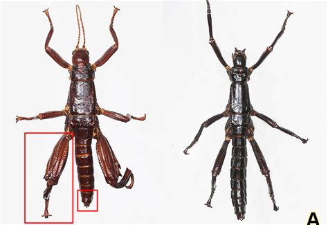 This creepy ‘tree lobster’ was just discovered alive nearly a century after its supposed extinction