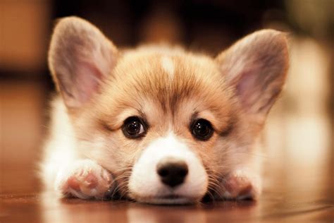 Baby Corgi Wallpapers - Top Free Baby Corgi Backgrounds - WallpaperAccess