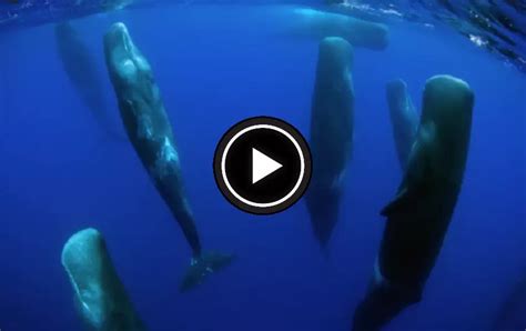 Sperm whales and their mysterious vertical sleep