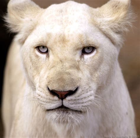 Desktop Nature wallpaper: White Lions Pictures, White Lions Desktop Wallpaper, desktop White ...