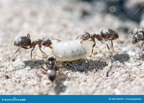 Ants Carrying Larvae To the Anthill Stock Photo - Image of insect, sand: 186136696