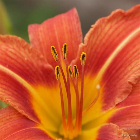 "Orange Daylily" by Bob Hardy | Redbubble