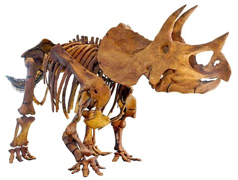 22 Facts About Triceratops | FactSnippet