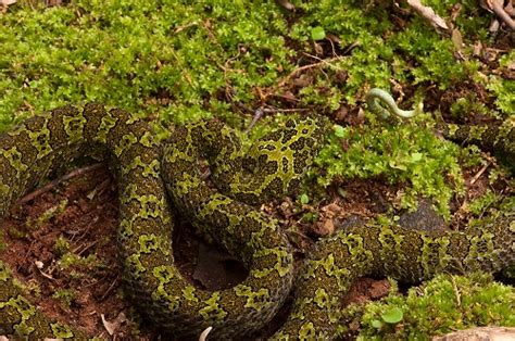 Mangshan Pitviper Facts and Pictures | Reptile Fact