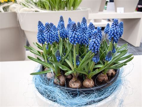 Growing Grape Hyacinth Indoors | Grape Hyacinth Recipes | Indoor Garden Web