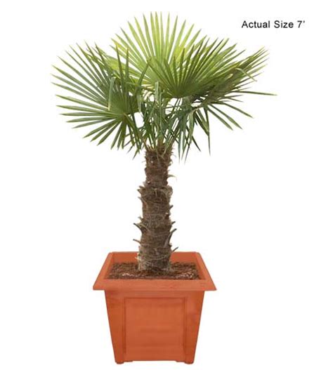 Windmill Palm Tree, Chusan Palm - Trachycarpus fortunei - Indoor Palm ...