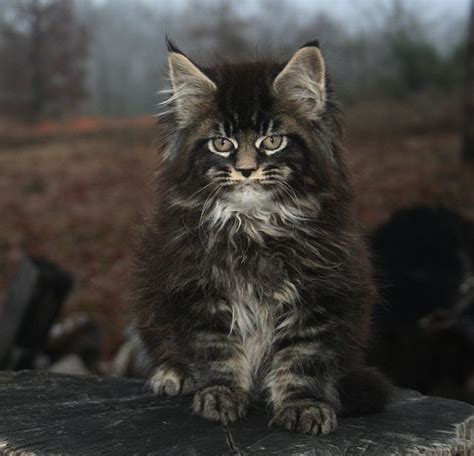 European Maine Coon Kittens For Sale Near Me - sharkfishingtrips