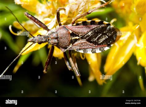 Assassin bug bite hi-res stock photography and images - Alamy