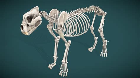 Lion Skeleton - 3D model by James.Simon [d2bad86] - Sketchfab