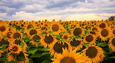 HD wallpaper: sunflower, sunset, field, landscape, summer, flower field, dusk | Wallpaper Flare