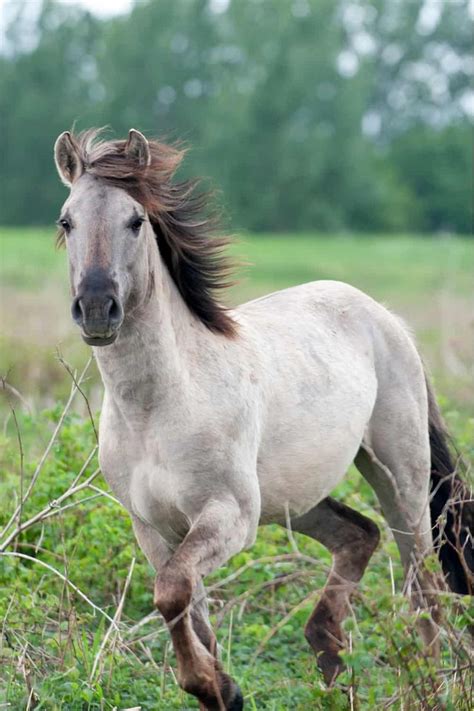 Top 10 Wild Horse Breeds In the World | Horse breeds, Horses, Wild horses