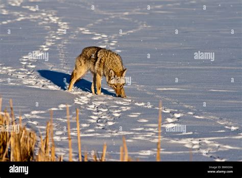 Coyote tracks in snow hi-res stock photography and images - Alamy