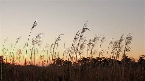 "Beach Grass At Sunrise" by Stocksy Contributor "Maryanne Gobble" - Stocksy