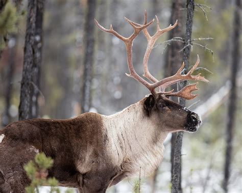 Rescuing Reindeer: Caribou on the Brink - The National Wildlife Federation Blog