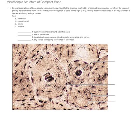 Solved Microscopic Structure of Compact Bone 11. Several | Chegg.com