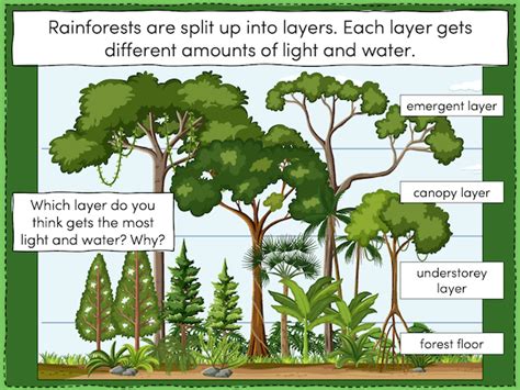 Investigating the layers of a tropical rainforest - Teach It Forward