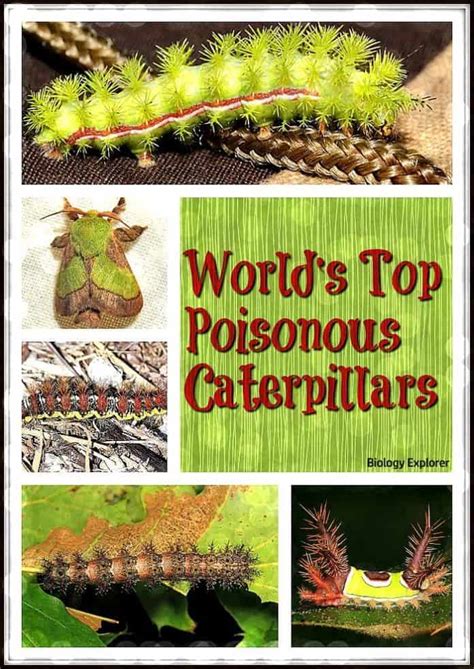 World's Top 15 Poisonous Caterpillars | Venomous Caterpillars