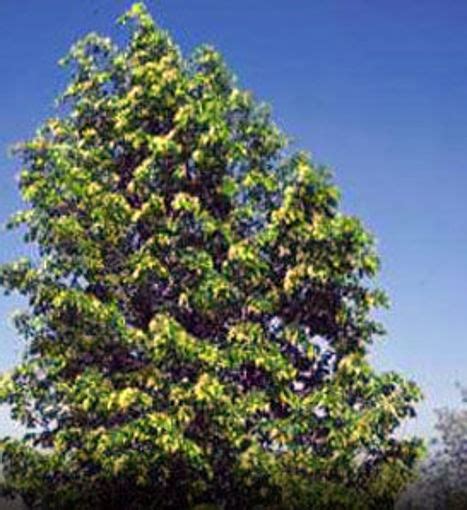 Buy affordable Hybrid Poplar trees at our online nursery - Arbor Day Foundation