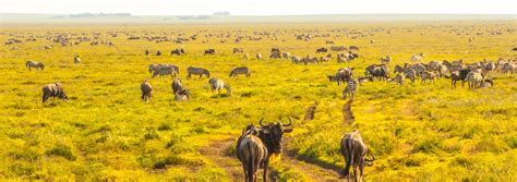 Serengeti Safari - Adventure Traveler