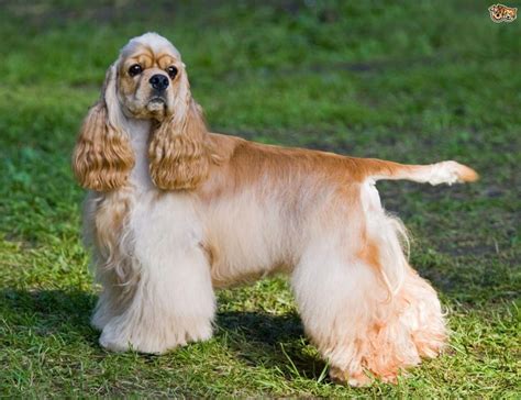 Cocker Spaniel Tail Problems Causes and Treatment: Cocker Spaniel Biting Tail