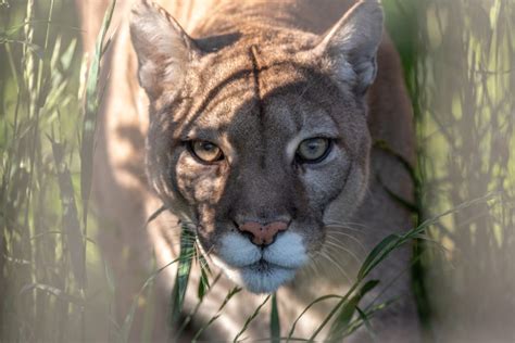 WildCat Ridge Sanctuary - Accredited Big Cat Sanctuary in Oregon