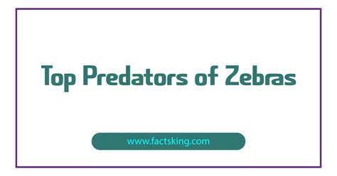 Top 7 Predators of Zebras that Eat Zebras - FactsKing.com