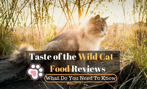 Taste of the Wild Cat Food Reviews: What Do You Need To Know?