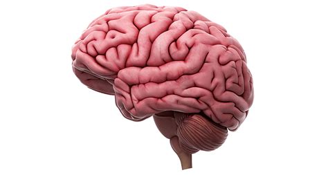 Scientists Say: Ventral striatum