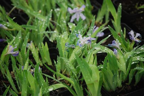 Iris cristata (dwarf crested Iris) North American native perennial ...