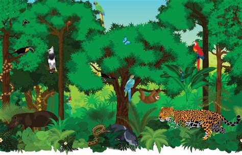 Amazon Rainforest Illustrations, Royalty-Free Vector Graphics & Clip ...