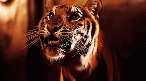 Tiger Roaring Tumblr Gif