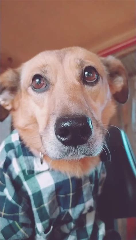 Pieselodi3🖤 na TikTok | Animals, Dogs, Tik tok