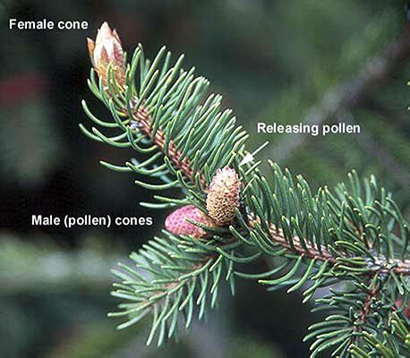 Picea abies | Landscape Plants | Oregon State University