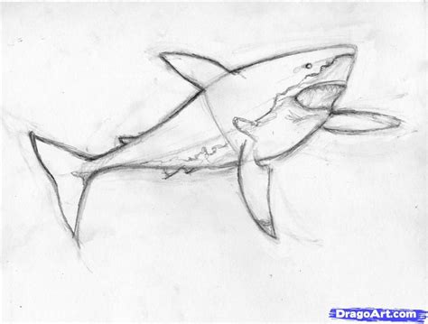 how to draw a real shark. Can't wait for Mrs. @Leinani Mikol to teach us all how to draw. What ...