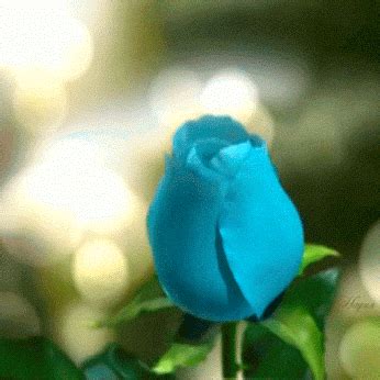 Blue Roses Computer Wallpaper Gifs