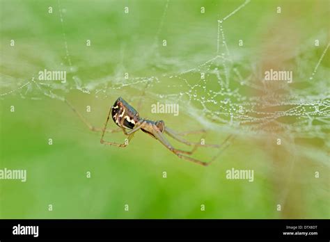 Sheet-Web Spider Stock Photo - Alamy