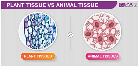 Animal Tissue Vs Plant Tissue - Comparison And Differences