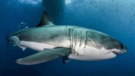 The genome of the great white shark shows how it uniquely evolved to be ...