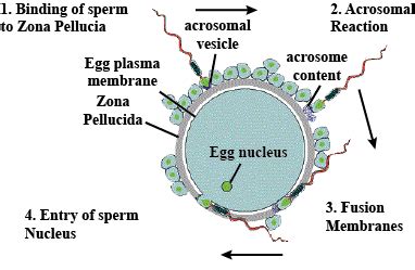 Fertilization Diagram